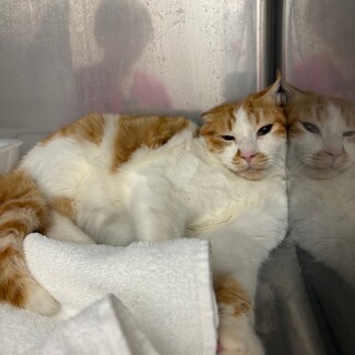 おっとりおとなしい茶白のぼるくん