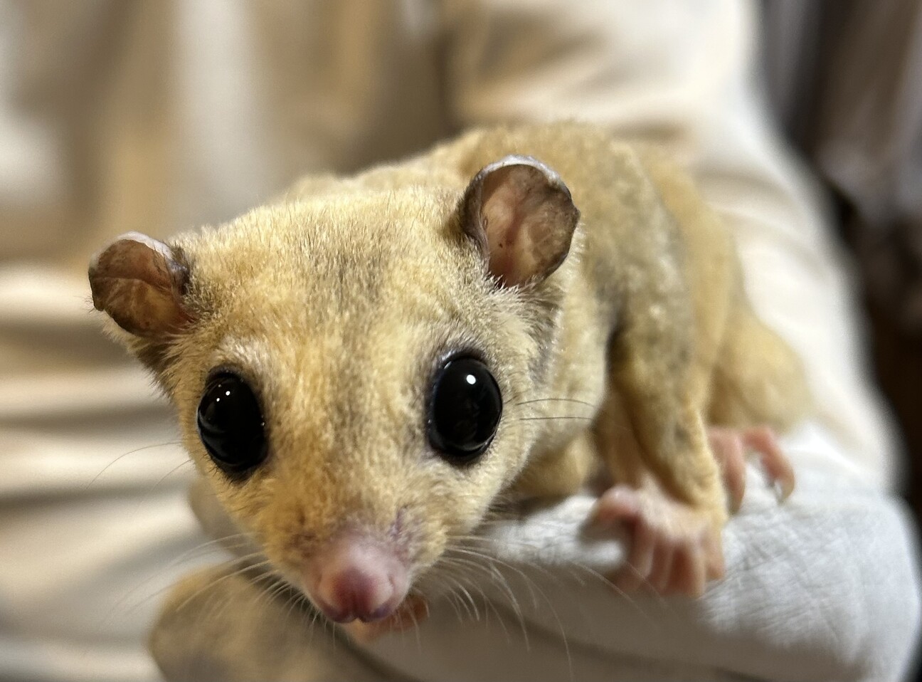 フクロモモンガ 1〜2歳」大阪府 - 小動物の里親募集(536453) 2枚目