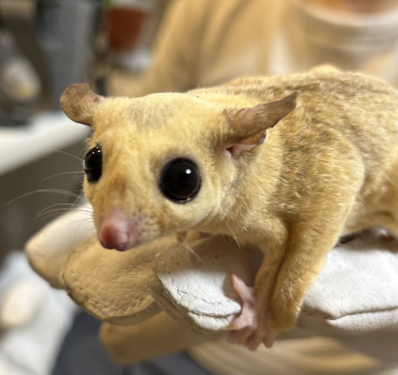 第2回⑤【バレンタインオリジナル生地】＊ころんと日和＊フクロモモンガ＊小動物 フクロモモンガ 1〜2歳」大阪府 - 小動物の里親募集(536453) 3枚目