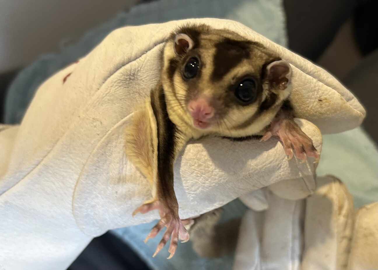 フクロモモンガ 1〜2歳」大阪府 - 小動物の里親募集(536453) 7枚目