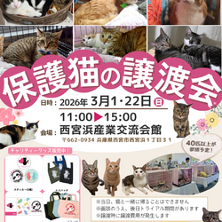 西宮保護ねこ かぎしっぽ主催譲渡会
