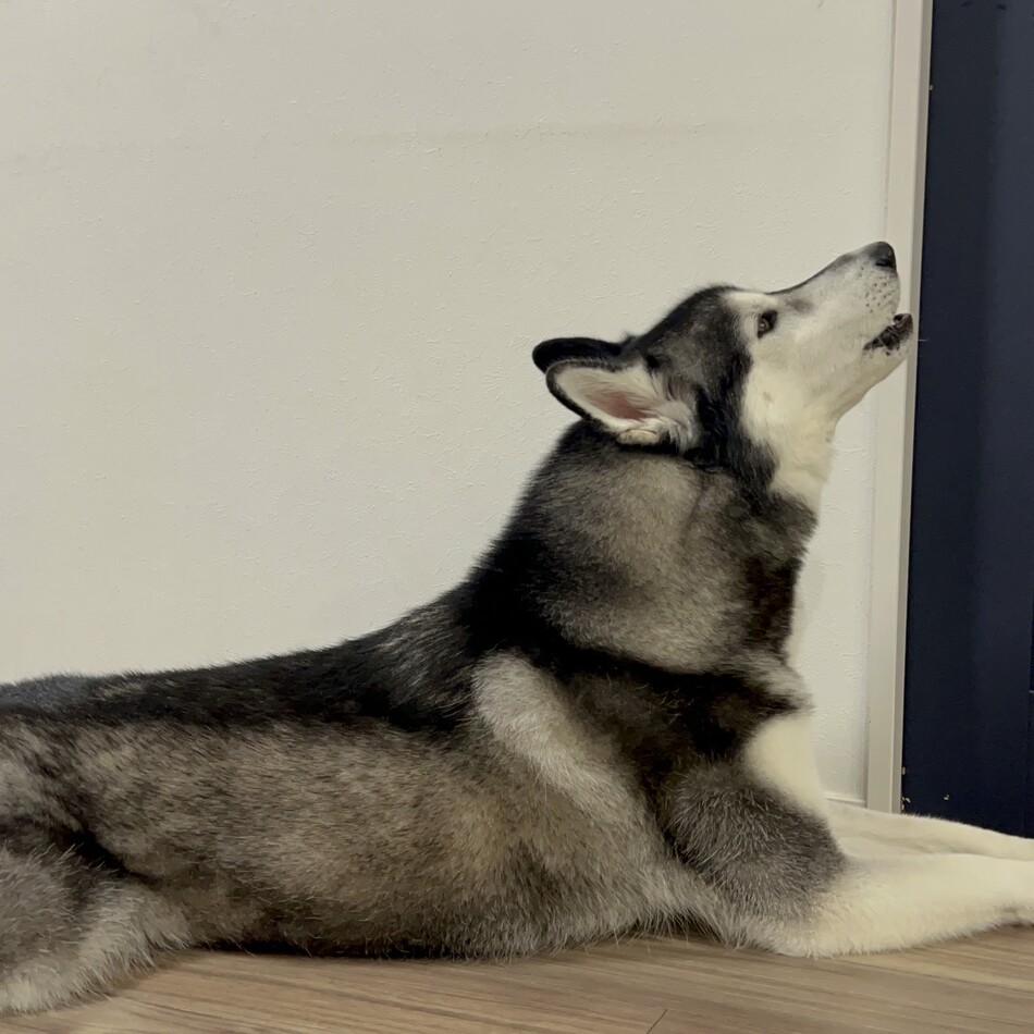 ちくわのカバー写真