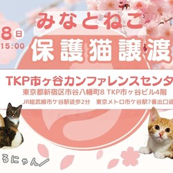 みなとねこ保護猫譲渡会＠TKP市ヶ谷カンファレンスセンター
