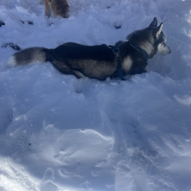 わんちょすのカバー写真