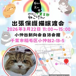 ねこけん千葉支部　譲渡会