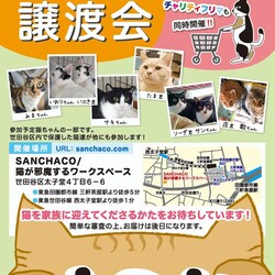 チームＳＬＰ猫の譲渡会