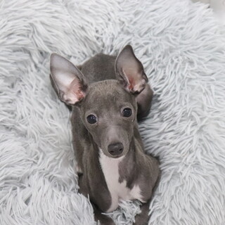 トライアル中のため一旦募集停止