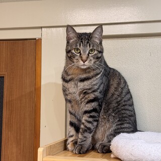 甘えられるようになった才蔵さん