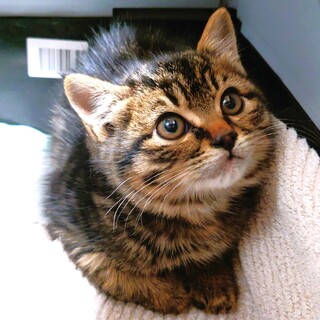 人懐っこい甘えん坊の男の子