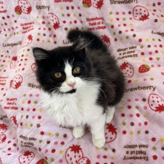 まん丸いお目目がとてもキュートな、ぼたんちゃん