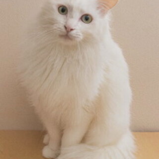真っ白でふわふわな毛並みが美しいアンドレ君