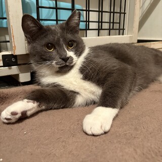 2025年5月生まれ　スリゴログレーちゃん