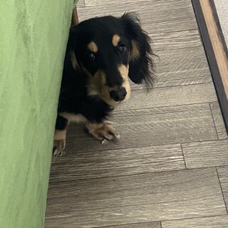 ミニチュアダックス７ヶ月