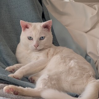 かわいい声をもつオッドアイの白猫「凛」くん