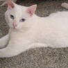 かわいい声をもつオッドアイの白猫「凛」くん サムネイル2