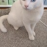 かわいい声をもつオッドアイの白猫「凛」くん サムネイル4