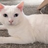 かわいい声をもつオッドアイの白猫「凛」くん サムネイル5