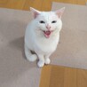 かわいい声をもつオッドアイの白猫「凛」くん サムネイル6