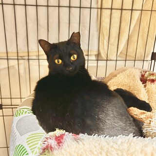 黒猫くーちゃん