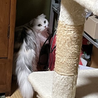 おっとりしたスコティッシュのこ