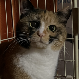 まんまる顔のベニちゃん