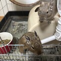 少し怖がりだけど慣れると人懐っこいデグー兄弟