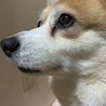 よことも