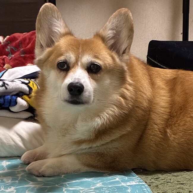 よことものカバー写真