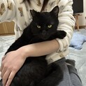徳島県/甘えん坊な黒猫の男の子/里親様募集