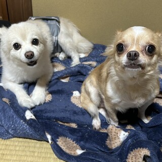 ロングダックス5６歳、