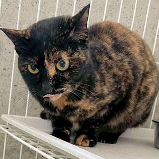 【せせり】ちゃん　超怖がりな女の子♪