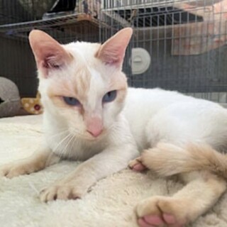 【つくね】君　ブルーアイの綺麗な男の子♪