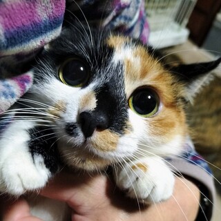 本心に気付いて…丸いフォルムの美三毛♡