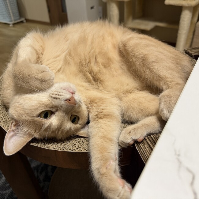 はるまきにゃのカバー写真