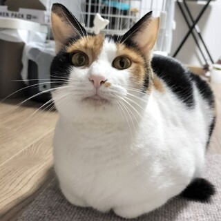 むちむちボディで足元スリスリが得意です♪