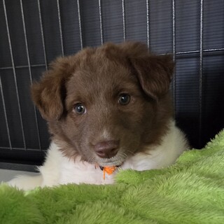 この子を助けてください