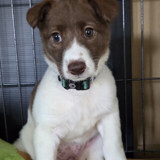 この子を助けてください