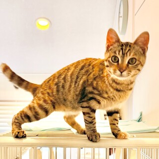 スリゴロ甘えん坊！麦わら柄のファミマちゃん