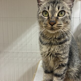 性格良すぎるキジトラ　りんちゃん　