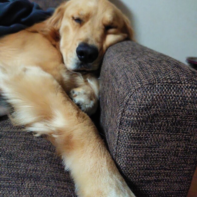 スカイベリーのカバー写真