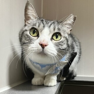 もきゅっとかわいいまるちゃん！