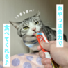 もきゅっとかわいいまるちゃん！ サムネイル4