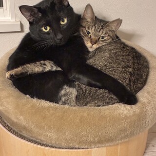 仲良し夫婦、一緒に募集中