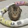 仲良しの2匹、一緒に募集中 サムネイル2