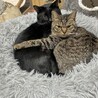 仲良しの2匹、一緒に募集中 サムネイル3