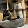 仲良しの2匹、一緒に募集中 サムネイル4