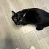仲良しの2匹、一緒に募集中 サムネイル6
