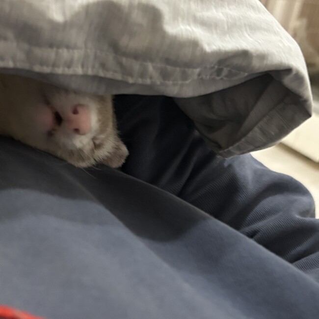 たつみはるのカバー写真