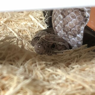 【コーンスネーク】アネリ柄のおとこの子の里親募集