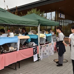 保護犬猫譲渡会とチャリティーバサー サムネイル3